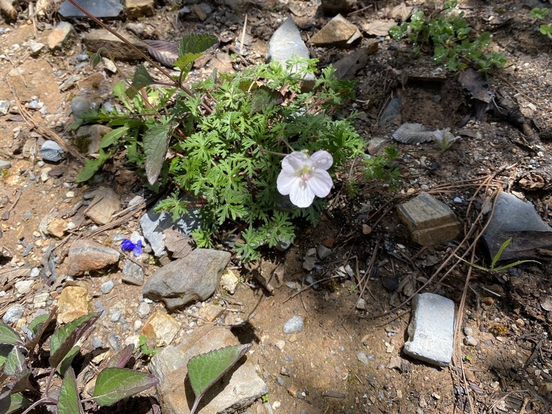 Geranium bellum photo 7