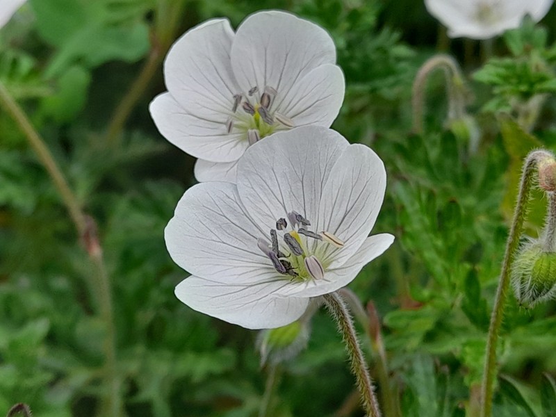 Geranium bellum photo 8