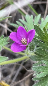 Geranium berteroanum