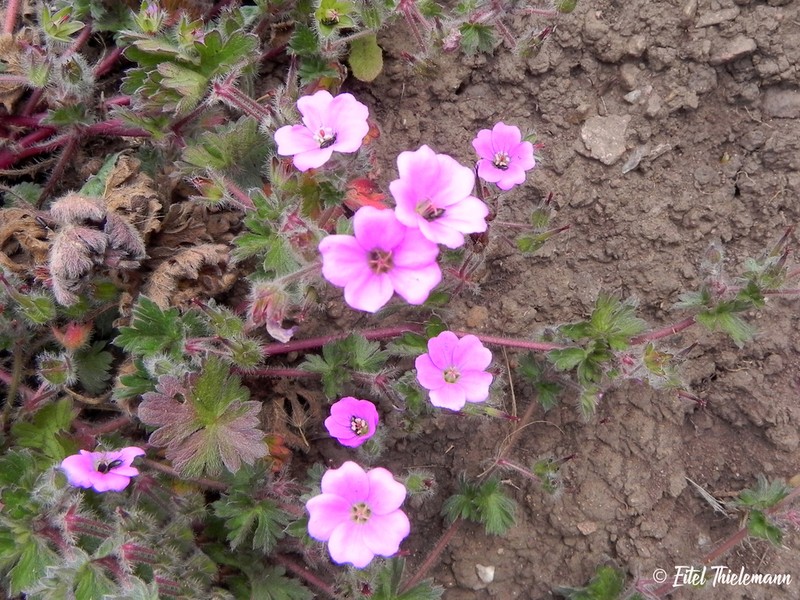 Geranium berteroanum photo 2