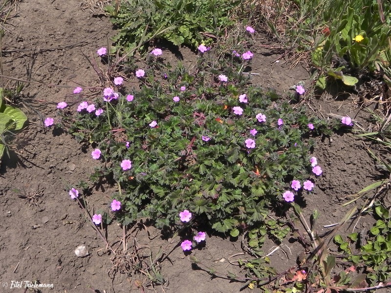 Geranium berteroanum photo 3