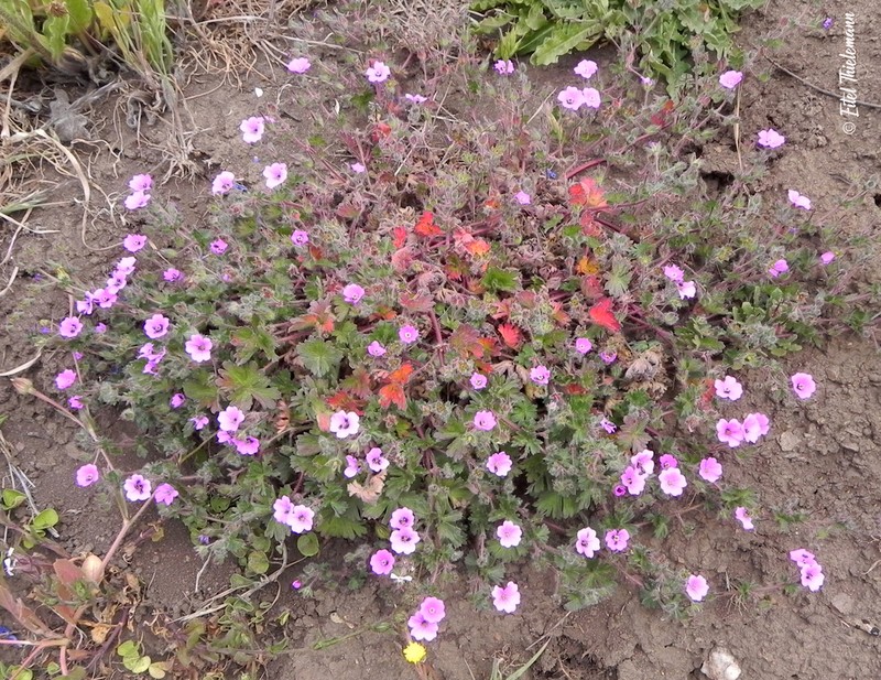 Geranium berteroanum photo 4