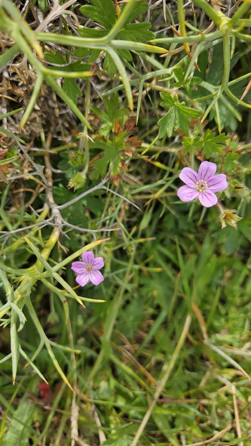 Geranium berteroanum photo 5