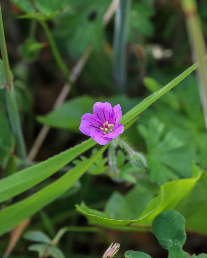 Geranium berteroanum photo 6
