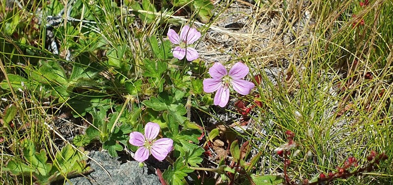 Geranium berteroanum photo 7