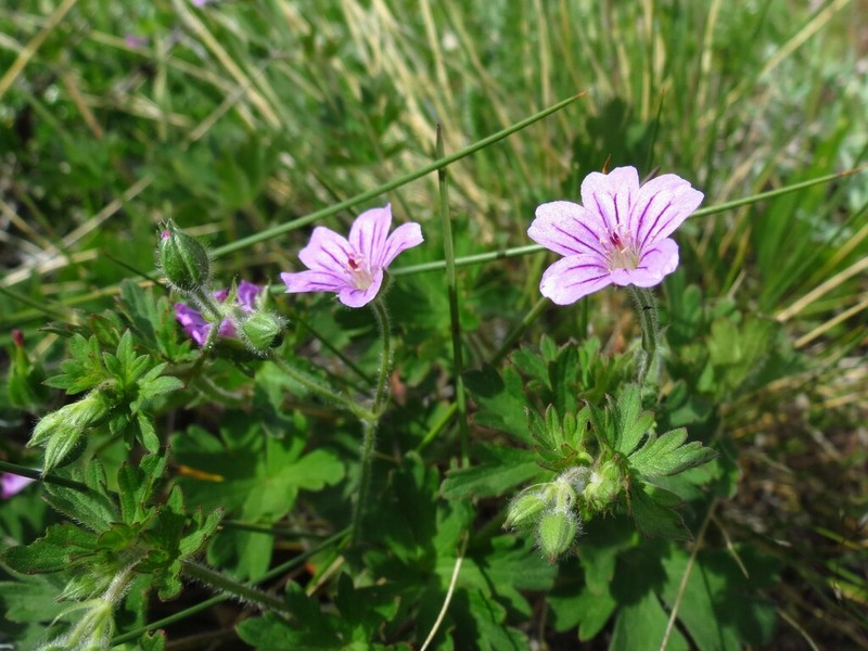 Geranium berteroanum photo 8