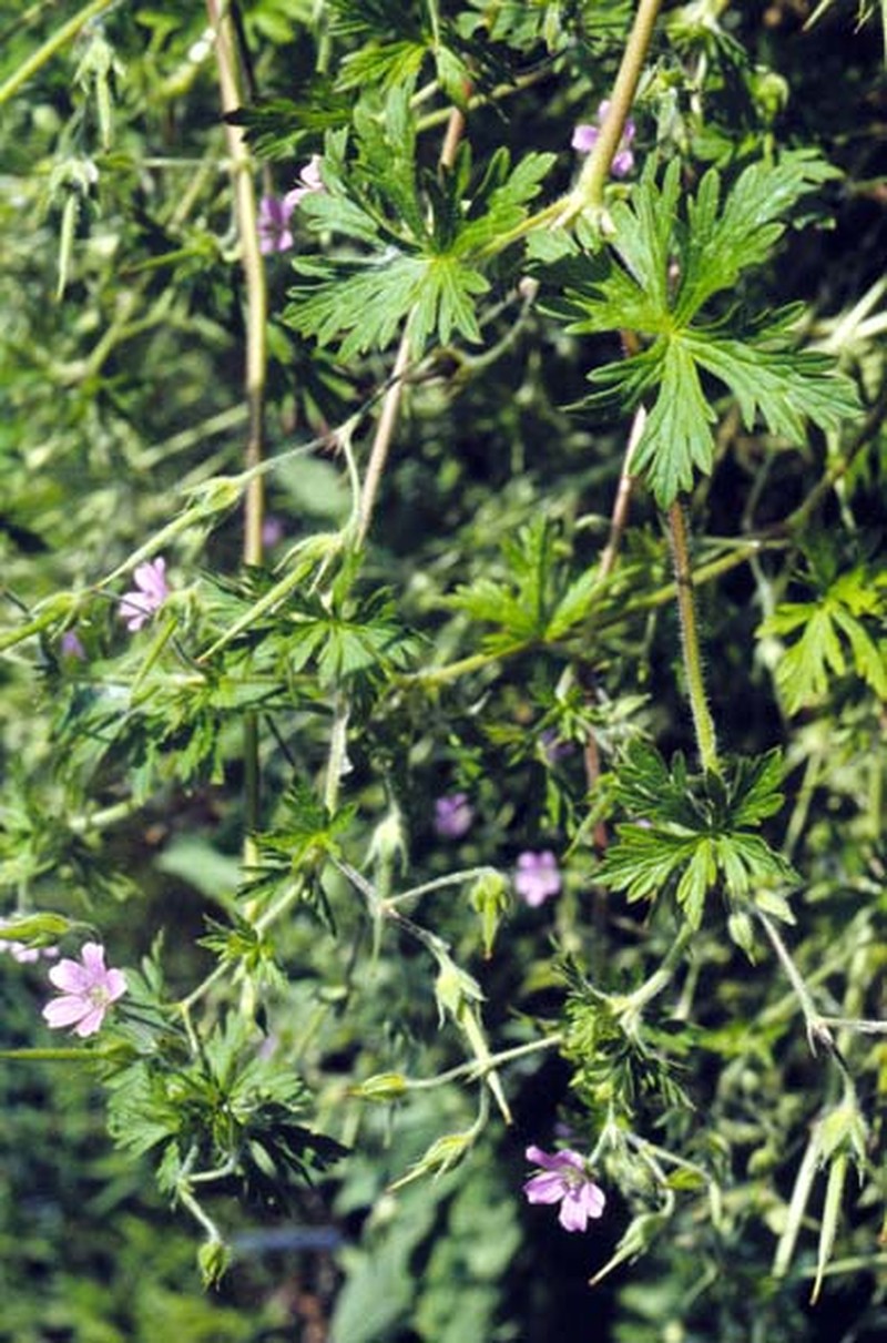 Bicknell's Cranesbill