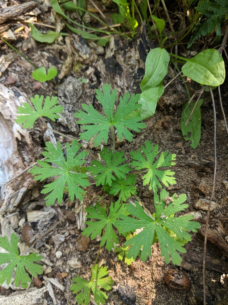 Bicknell's Cranesbill