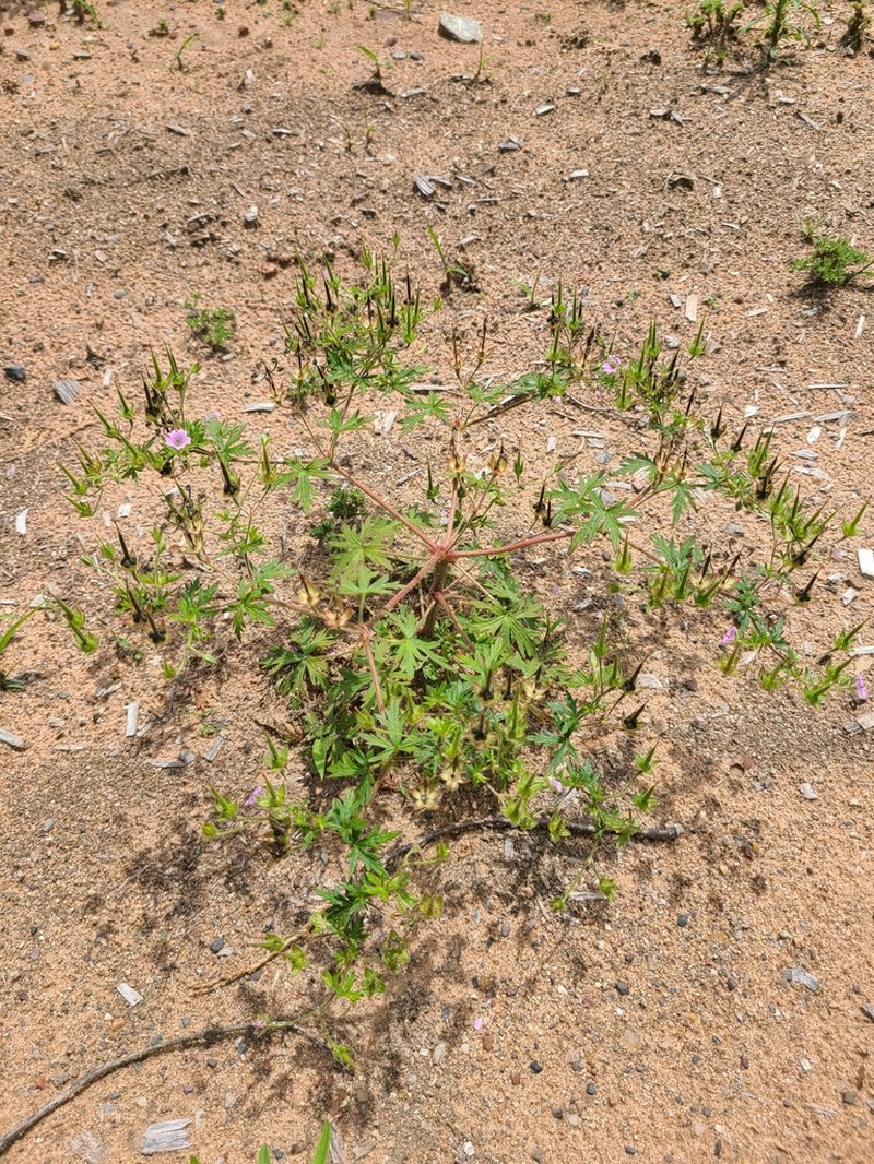 Bicknell's Cranesbill photo 2