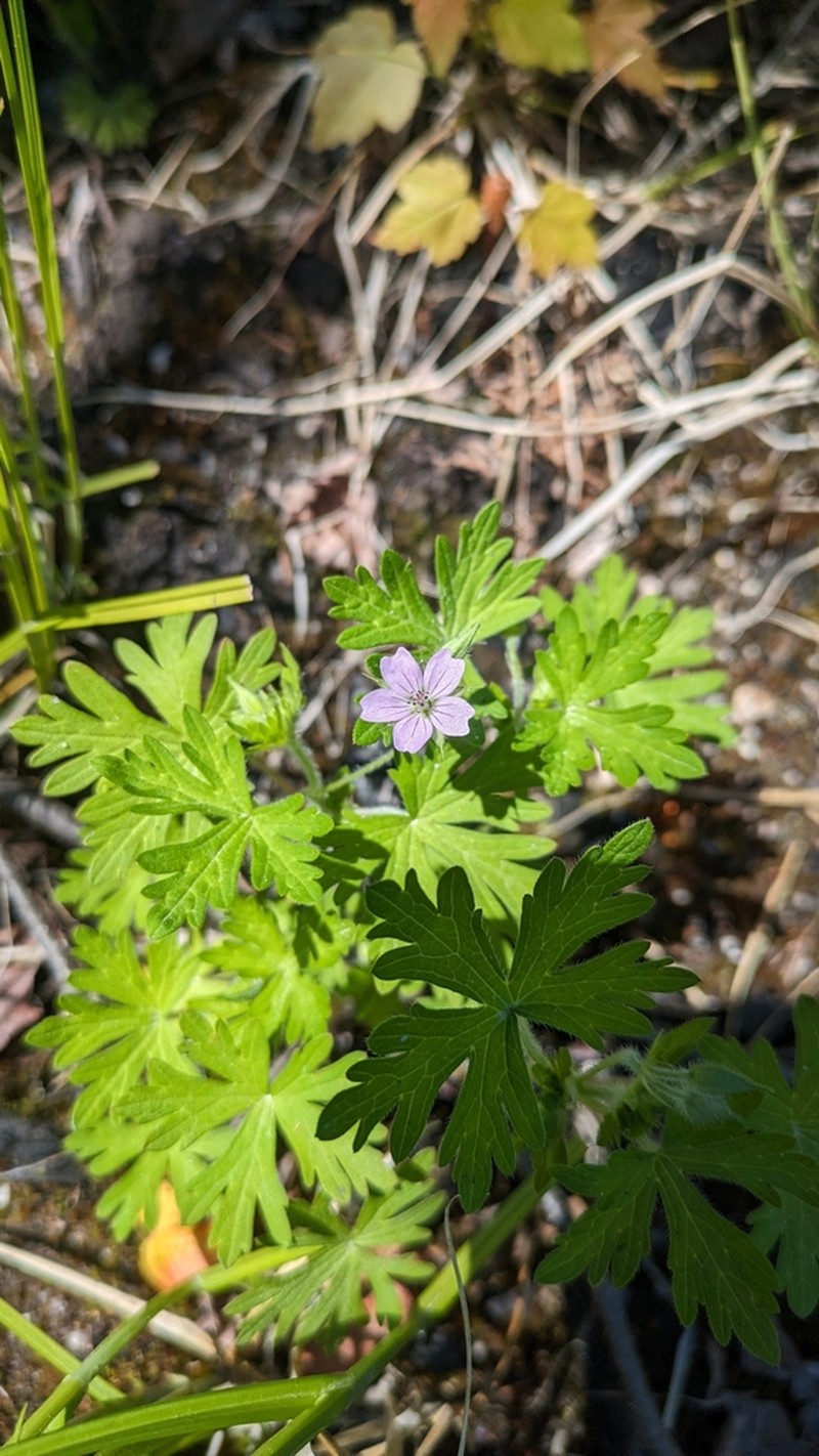 Bicknell's Cranesbill photo 3