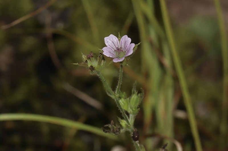 Bicknell's Cranesbill photo 4