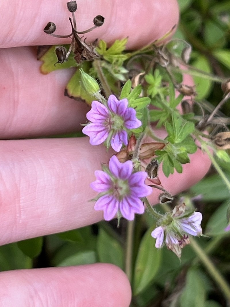 Bicknell's Cranesbill photo 5