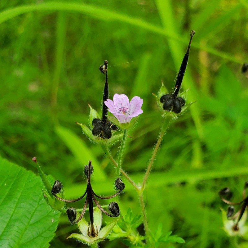 Bicknell's Cranesbill photo 6