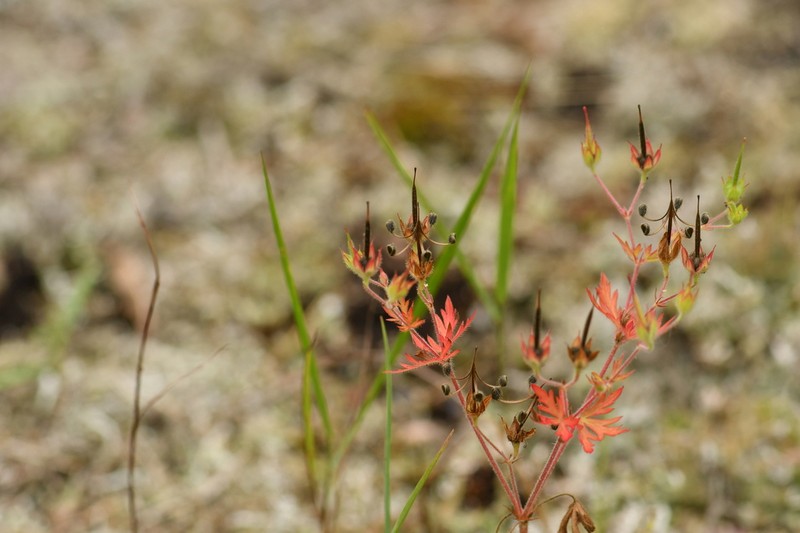 Bicknell's Cranesbill photo 7