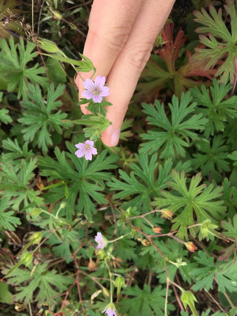 Bicknell's Cranesbill photo 8