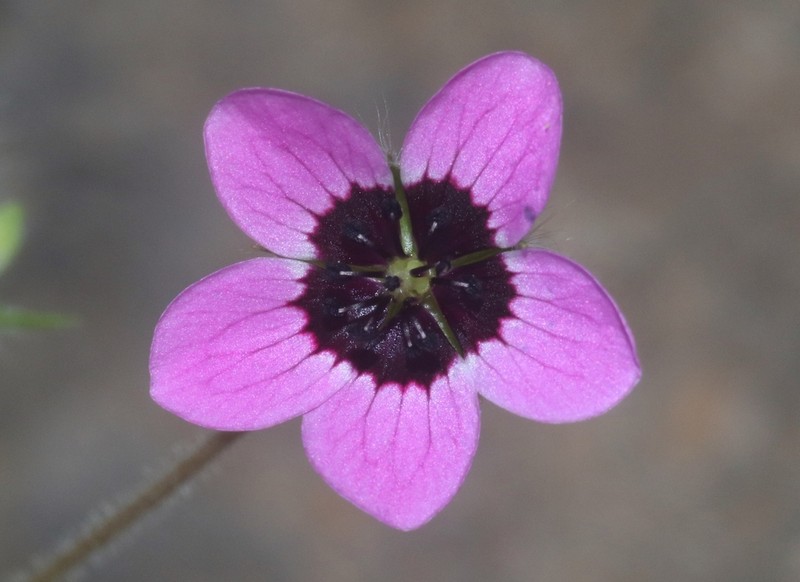 Geranium biuncinatum
