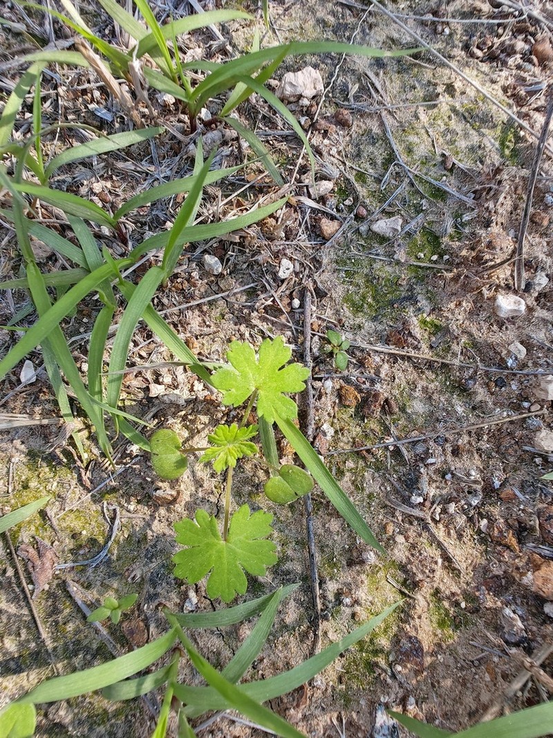 Geranium biuncinatum photo 2
