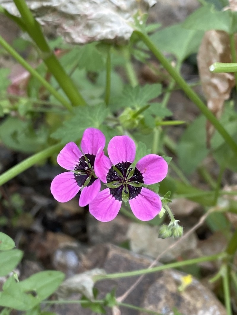 Geranium biuncinatum photo 3