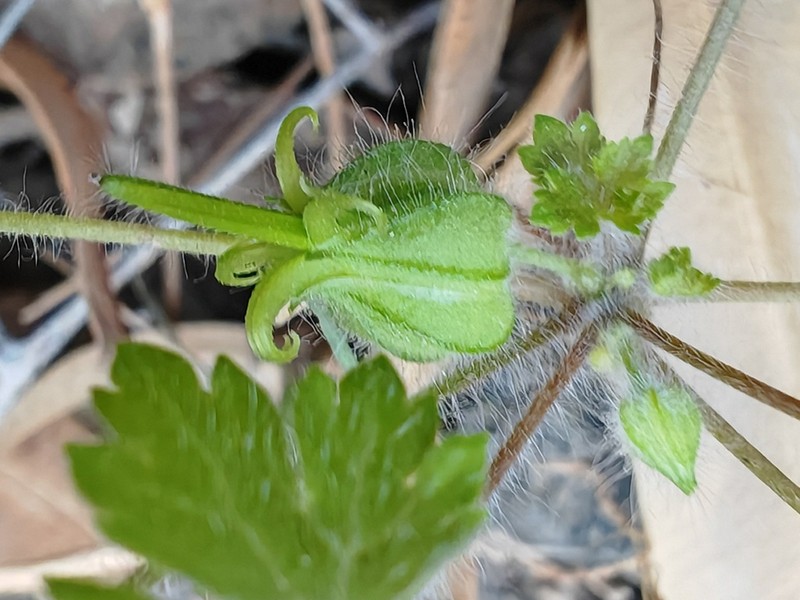 Geranium biuncinatum photo 4