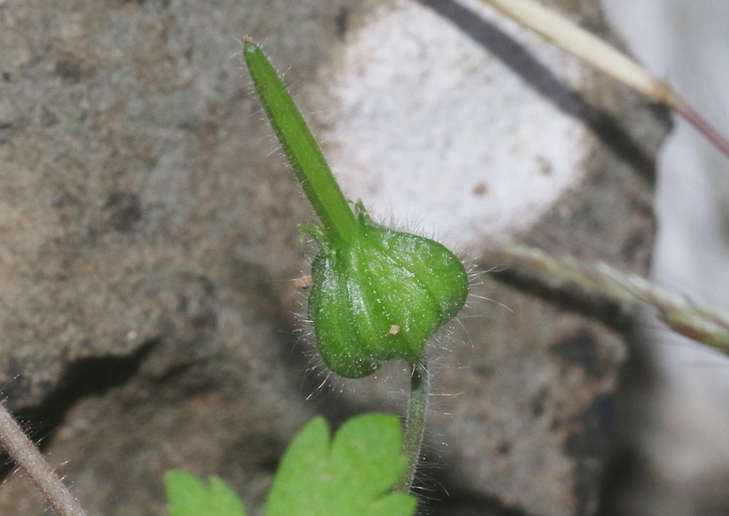 Geranium biuncinatum photo 5