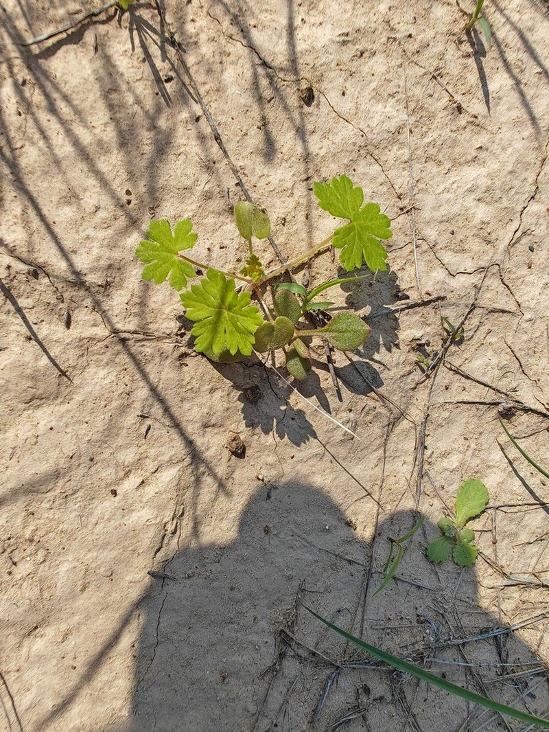 Geranium biuncinatum photo 6