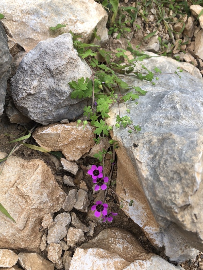 Geranium biuncinatum photo 7