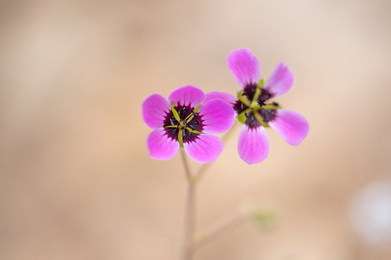 Geranium biuncinatum photo 8
