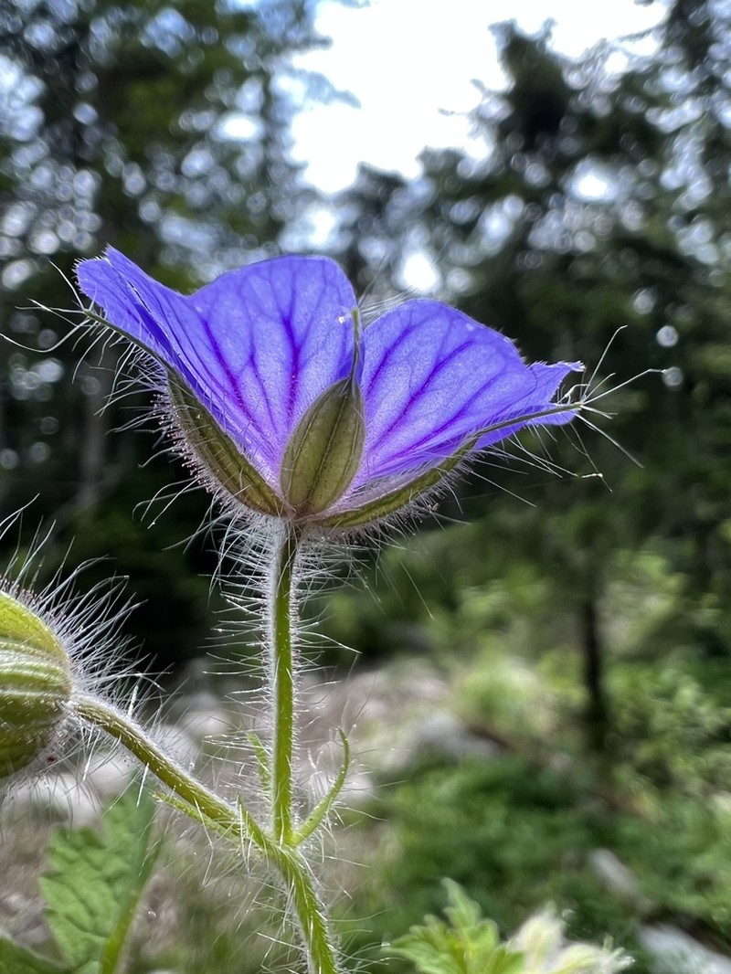 Geranium bohemicum