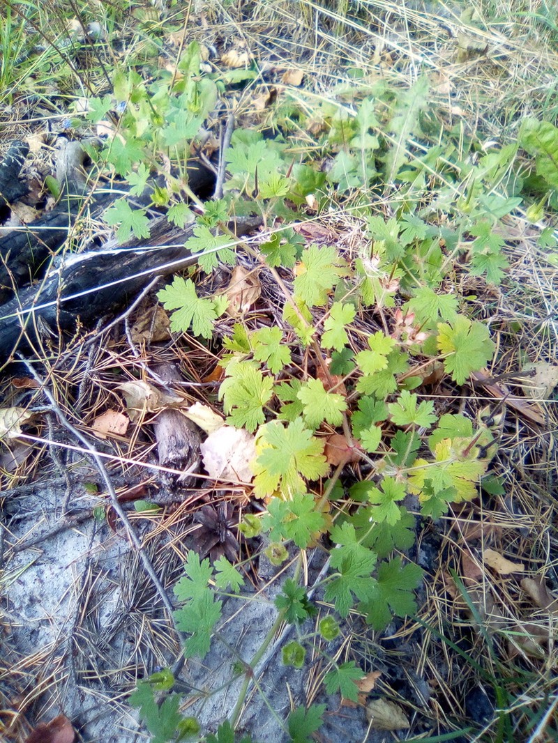 Geranium bohemicum photo 2