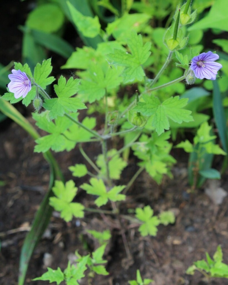 Geranium bohemicum photo 3