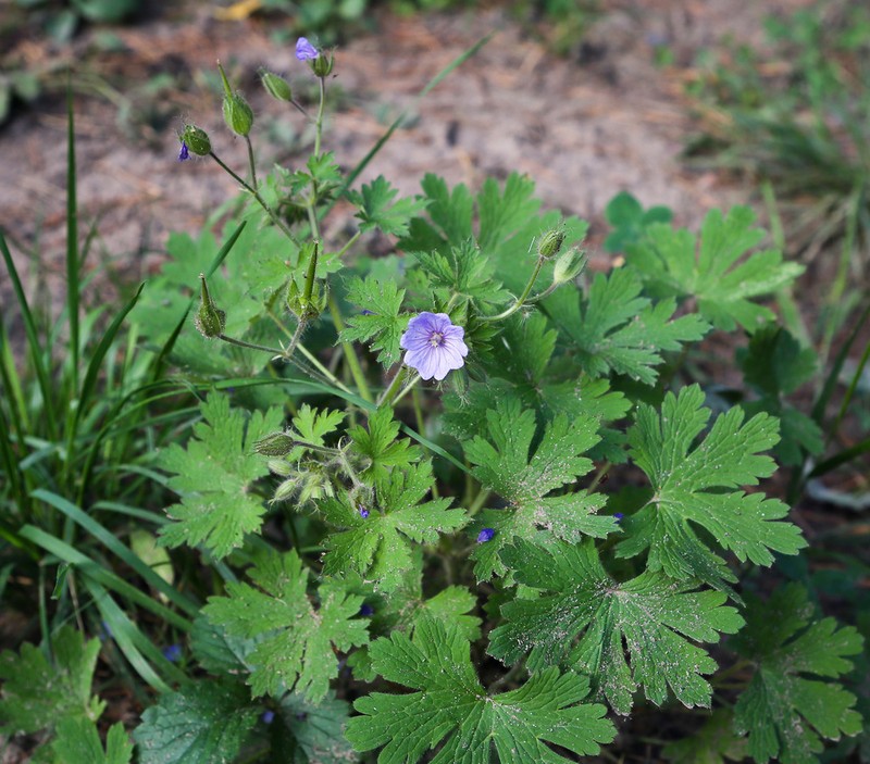 Geranium bohemicum photo 4