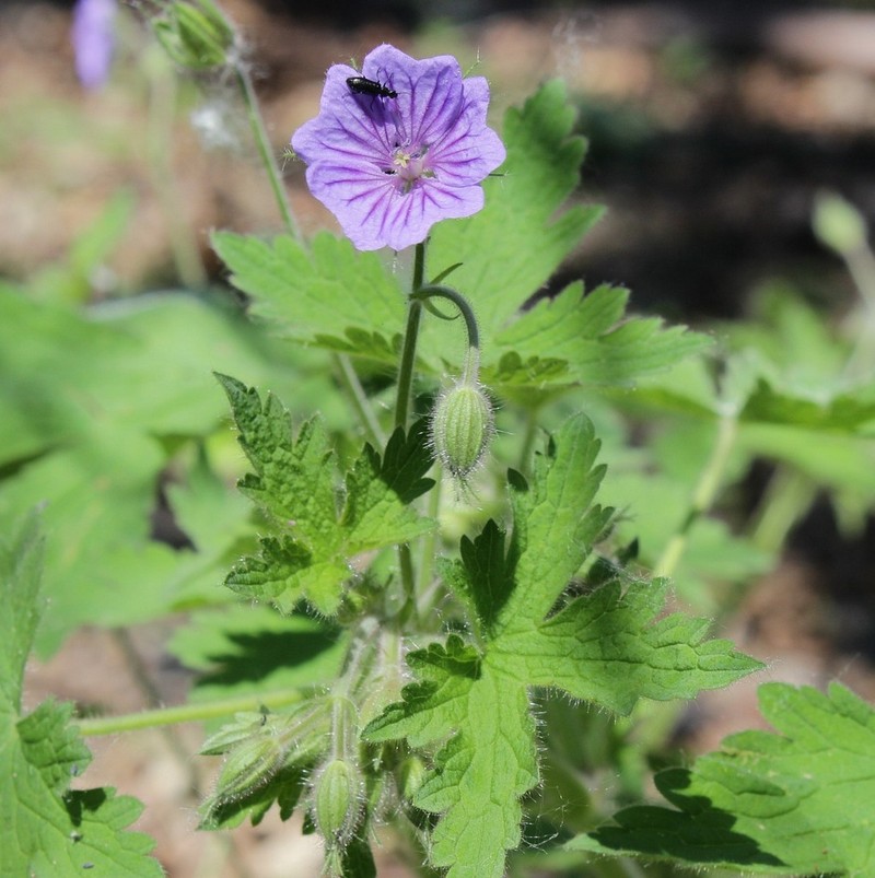 Geranium bohemicum photo 5