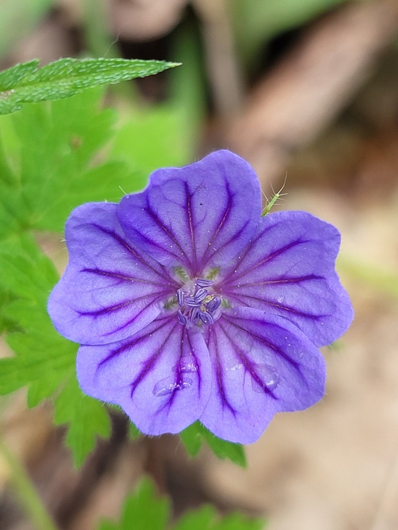 Geranium bohemicum photo 6