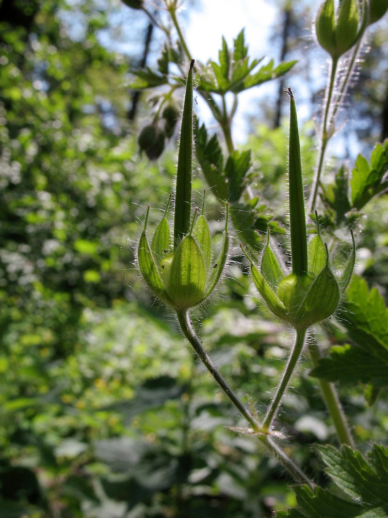 Geranium bohemicum photo 7