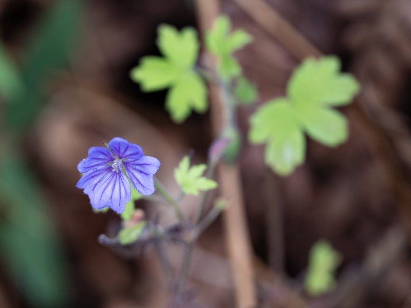 Geranium bohemicum photo 8