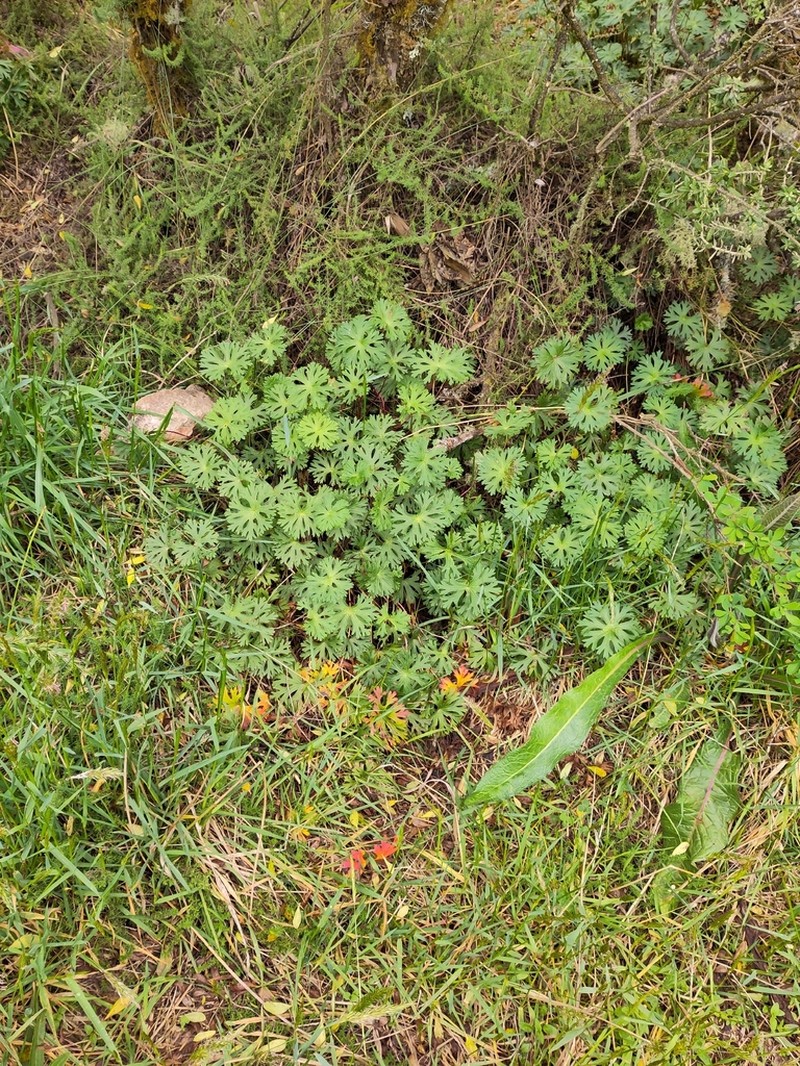 Geranium brasiliense photo 2