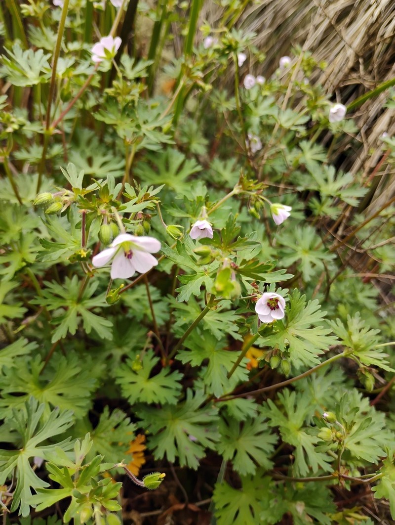 Geranium brasiliense photo 3