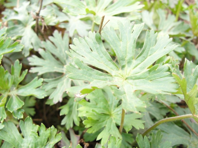 Geranium brasiliense photo 4
