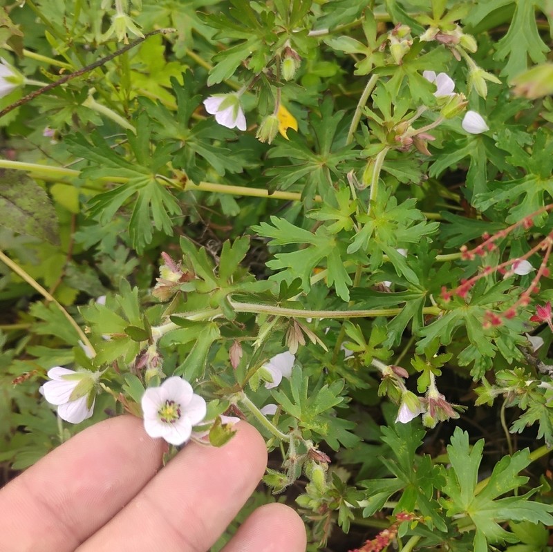 Geranium brasiliense photo 5