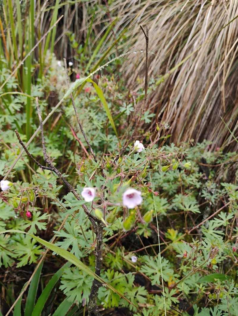 Geranium brasiliense photo 6