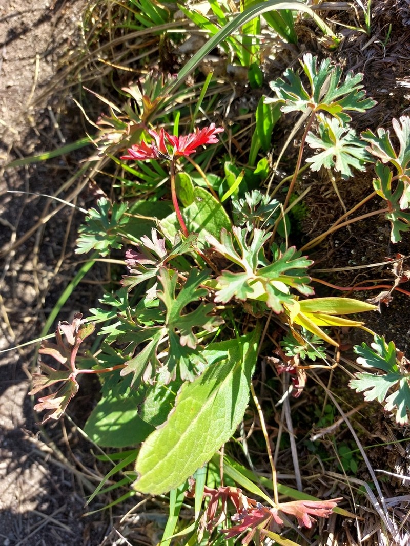 Geranium brasiliense photo 7