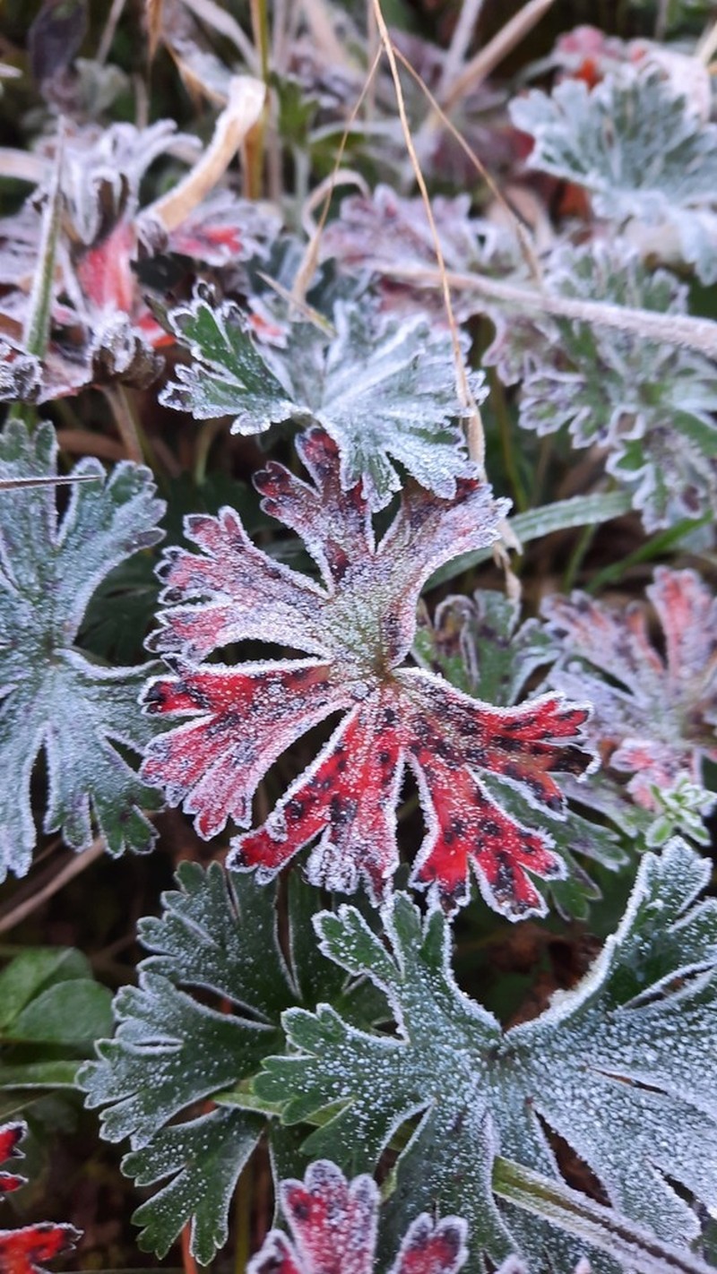 Geranium brasiliense photo 8