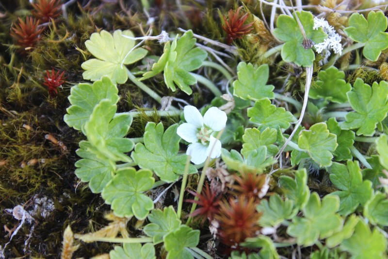 Geranium brevicaule
