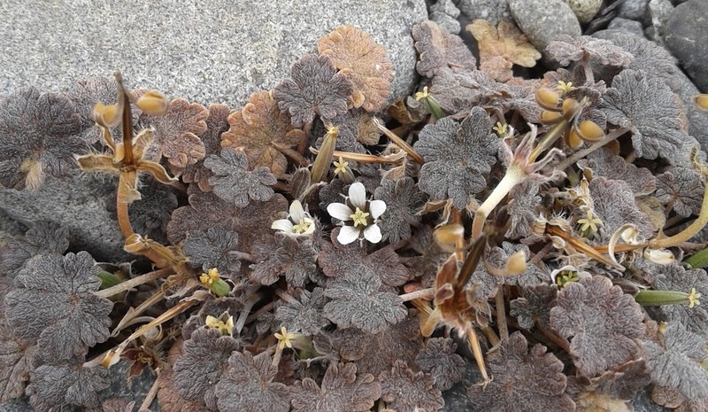 Geranium brevicaule photo 2