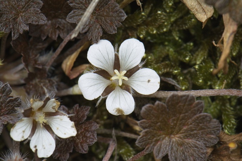 Geranium brevicaule photo 3