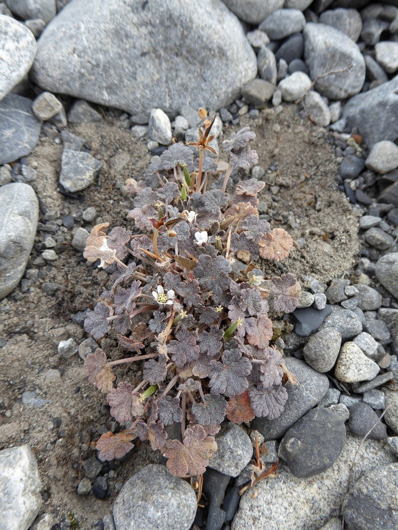 Geranium brevicaule photo 4