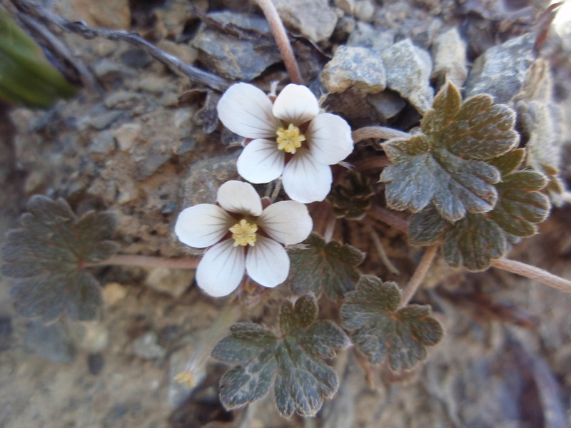 Geranium brevicaule photo 5