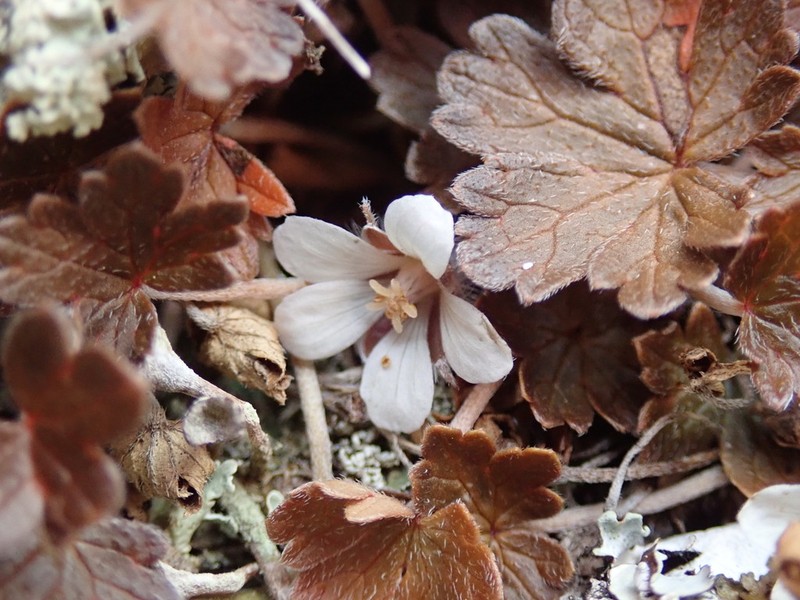 Geranium brevicaule photo 6