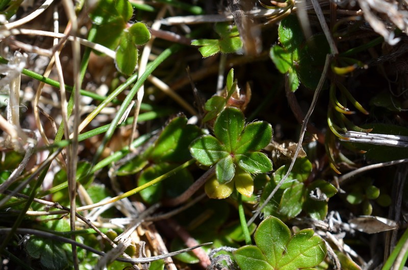Geranium brevicaule photo 7