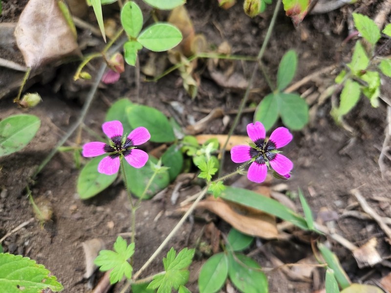 Geranium brevipes